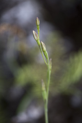 Thelymitra longifolia
