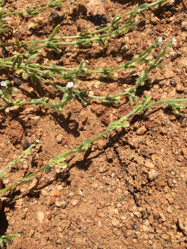 sagebrush combseed (Pectocarya linearis) - Botanical Realm