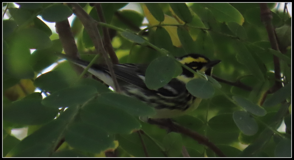 Black-throated Gray × Townsend's Warbler