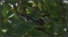 Setophaga nigrescens × townsendi