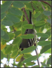 Setophaga nigrescens × townsendi