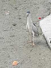 Nycticorax nycticorax