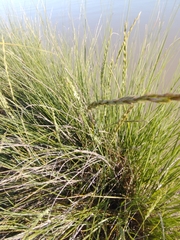 Elymus scabrifolius