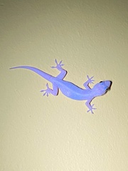 Hemidactylus mabouia