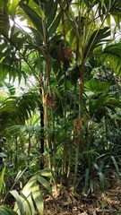 Pinanga coronata