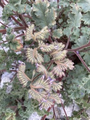 Phacelia pedicellata