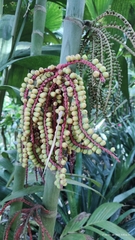 Pinanga coronata