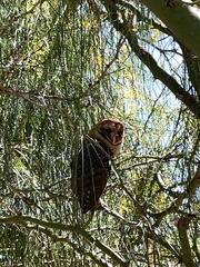 Tyto alba punctatissima
