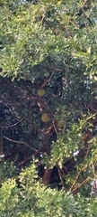 Crescentia alata