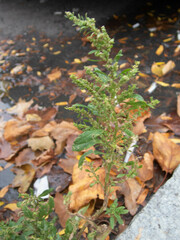 Dysphania ambrosioides