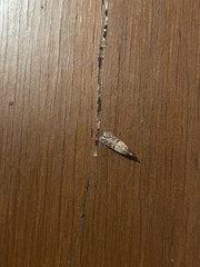 Plodia interpunctella