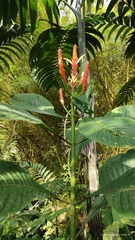 Aphelandra