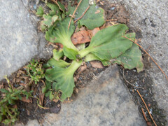 Plantago major