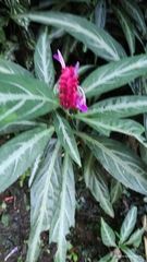 Justicia scheidweileri