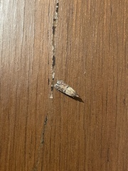 Plodia interpunctella