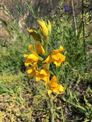 Chloraea gavilu