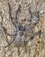 Isopeda leishmanni