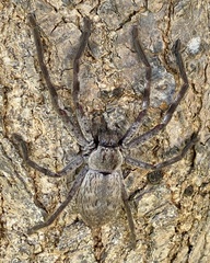 Isopeda leishmanni
