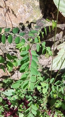 Phyllanthus