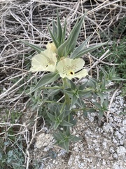 Mohavea confertiflora