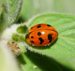 Harmonia octomaculata