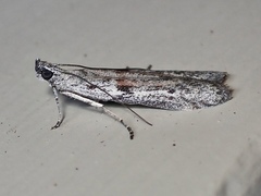 Cryptoblabes hemigypsa