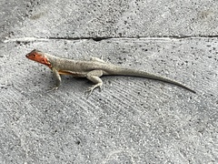 Microlophus indefatigabilis