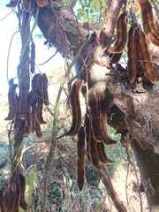 Mucuna pruriens