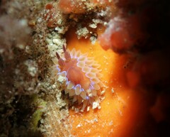 Caldukia rubiginosa