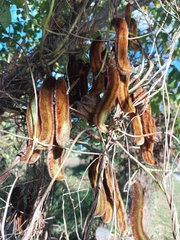 Mucuna pruriens