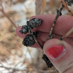 Rabdophaga strobiloides