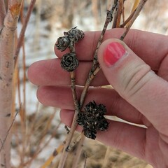 Rabdophaga strobiloides