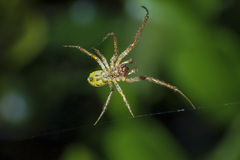 Phonognatha graeffei