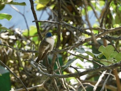 Leucolia violiceps