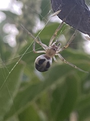 Phonognatha graeffei