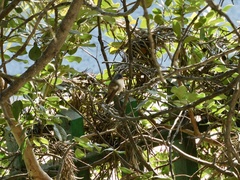 Leucolia violiceps