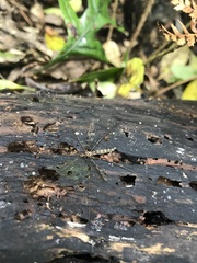 Austrolimnophila argus