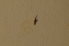 Arachnocephalus vestitus