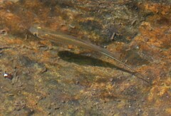 Xiphophorus hellerii