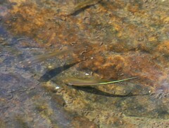Xiphophorus hellerii