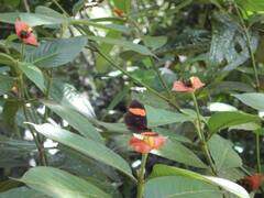 Heliconius