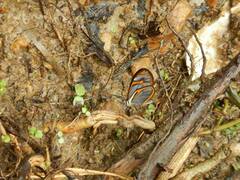 Ithomia agnosia pellucida