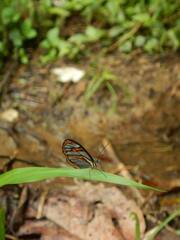 Ithomia agnosia pellucida