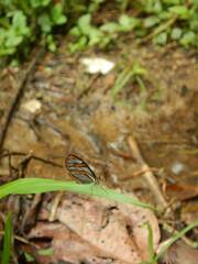 Ithomia agnosia pellucida