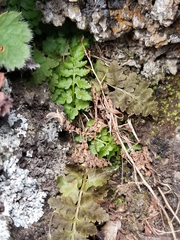 Woodsiaceae