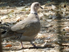 Streptopelia decaocto