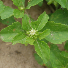 Acanthospermum australe