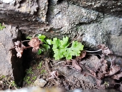 Woodsiaceae