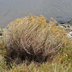 Achyrocline saturejoides