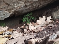 Woodsiaceae